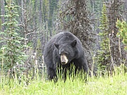 Black Bear (Schwarzbär)