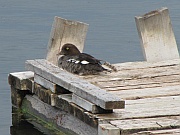 Loon (Seetaucher)