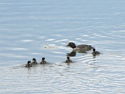 Loons (Seetaucher)