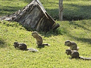 Erdhörnchen