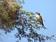 Webervogel