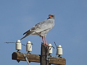 Singhabicht