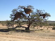 Webervogelnest