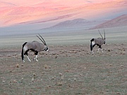 Oryxantilopen
