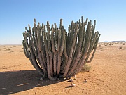 Euphorbia virosa