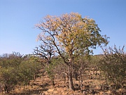 Marula-Baum