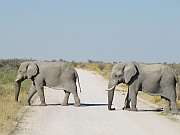 Elephant Crossing
