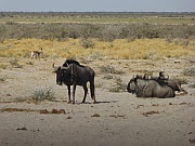 Gnus