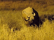 Nashorn