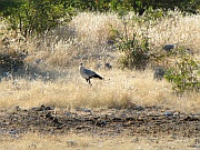 Sekretärvogel