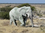 Weißer Elefant