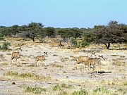 Kudus