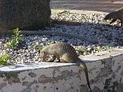 Zebramanguste