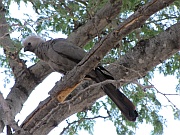 Grey Go-Away-Bird