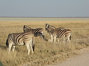 Zebras
