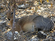 Damara Dikdik