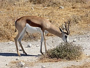 Springbock
