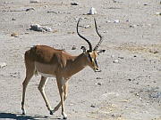 Schwarznasenimpala