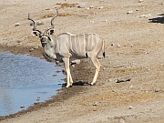 Kudu