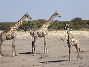 Giraffen
