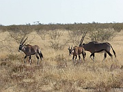Oryxantilopen