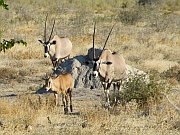 Oryxantilopen