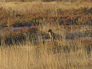 Gepard
