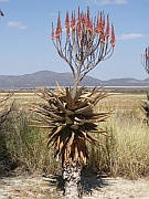 Aloe