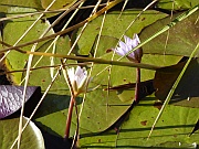 Seerosen
