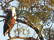 Schreiseeadler