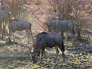 Gnus