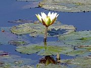 Seerose