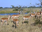Impalas