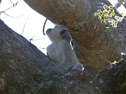 Meerkatze