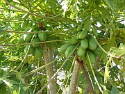 Papaya