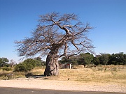 Baobab (Affenbrotbaum)