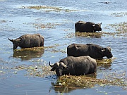 Wasserbüffel