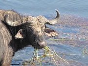 Wasserbüffel
