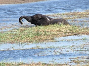 Badender Elefant