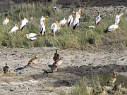Nimmersatte und Nilgänse