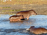 Flusspferde