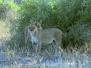Löwen