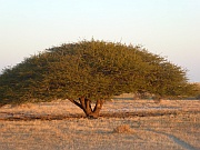 Akazie