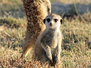 Erdmännchen