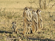 Erdmännchen