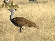 Riesentrappe