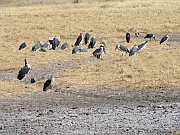 Marabus