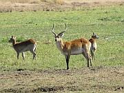 Lechwe