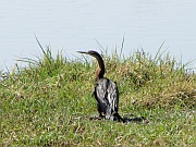 Schlangenhalsvogel
