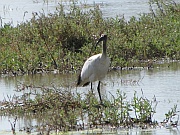 Heiliger Ibis